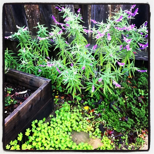 Mexican Sage. Merry Spinster garden.