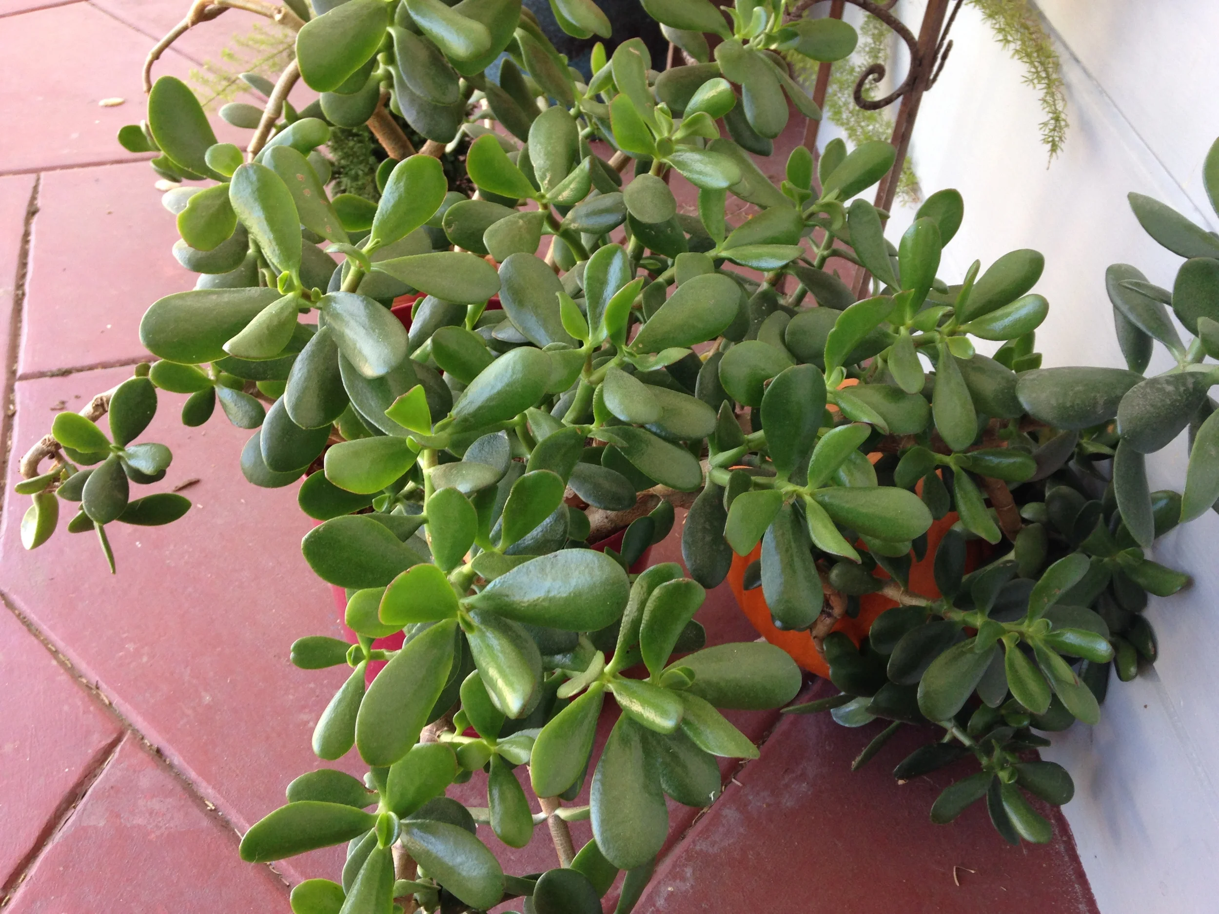 Jade grown from a tiny two inch stub. It is not in desperate need of repotting as it can no longer stay upright in the pot.