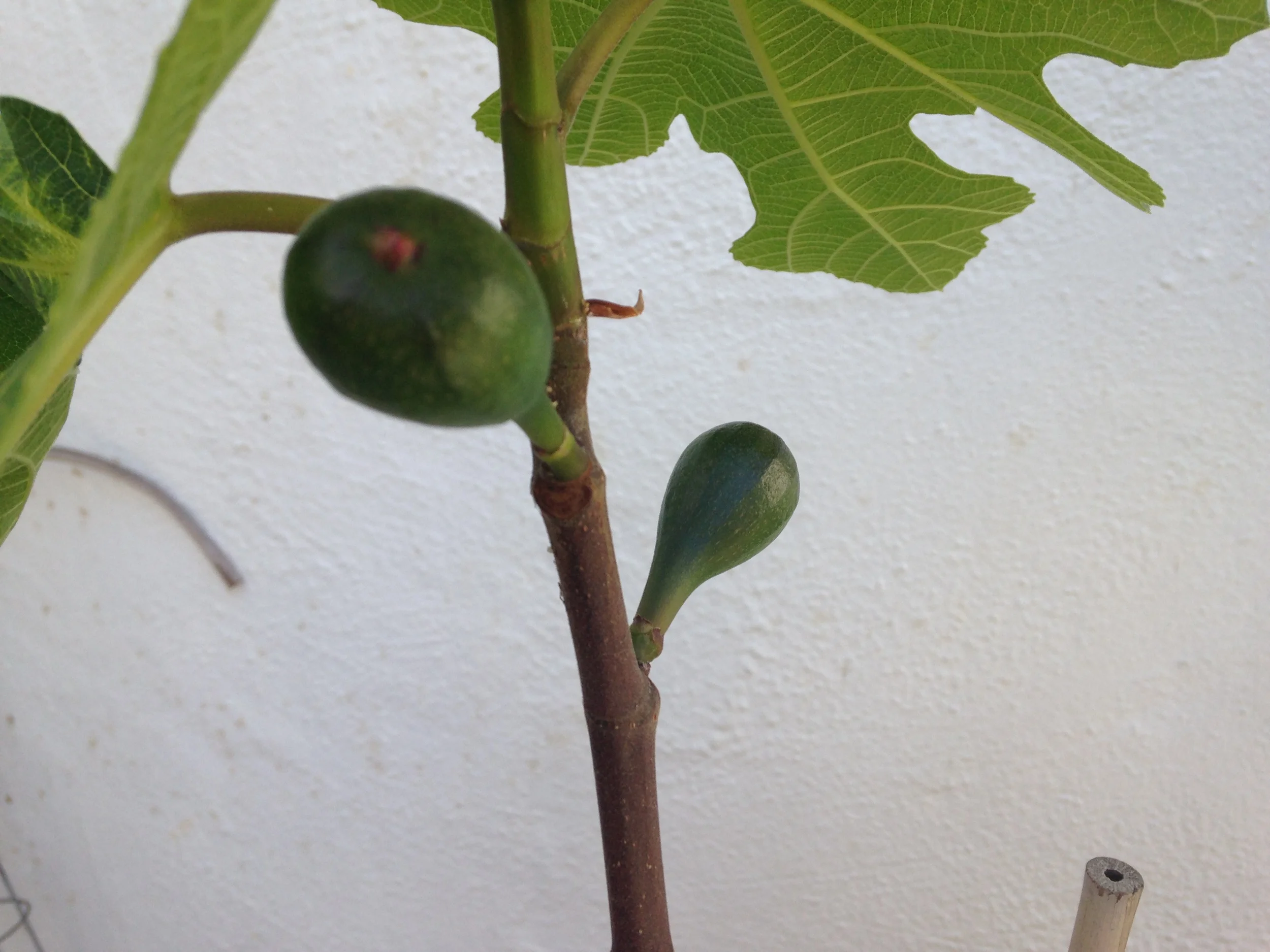 Spring leaves and the first figs appear.