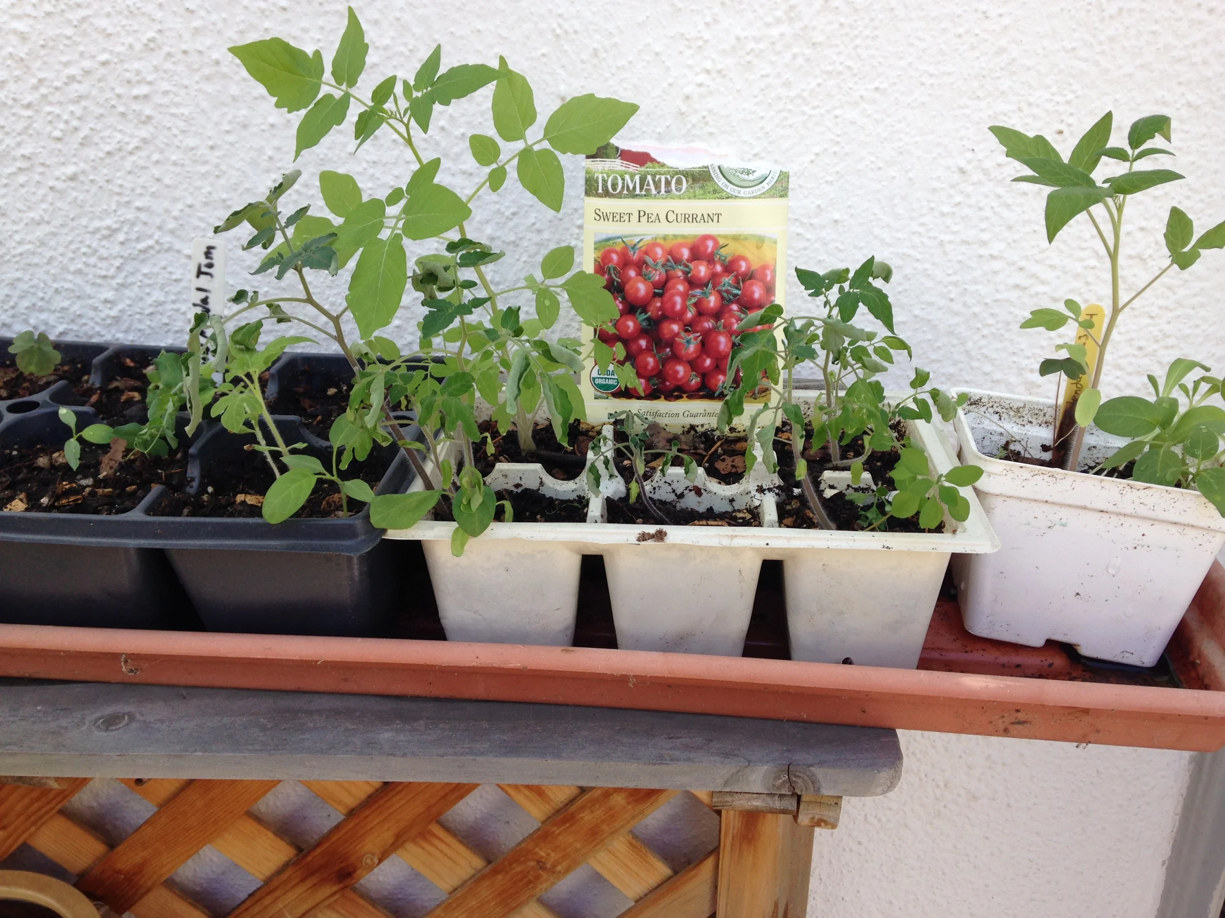 Tomato, pea and Calendula seedlings hardening off outdoors.