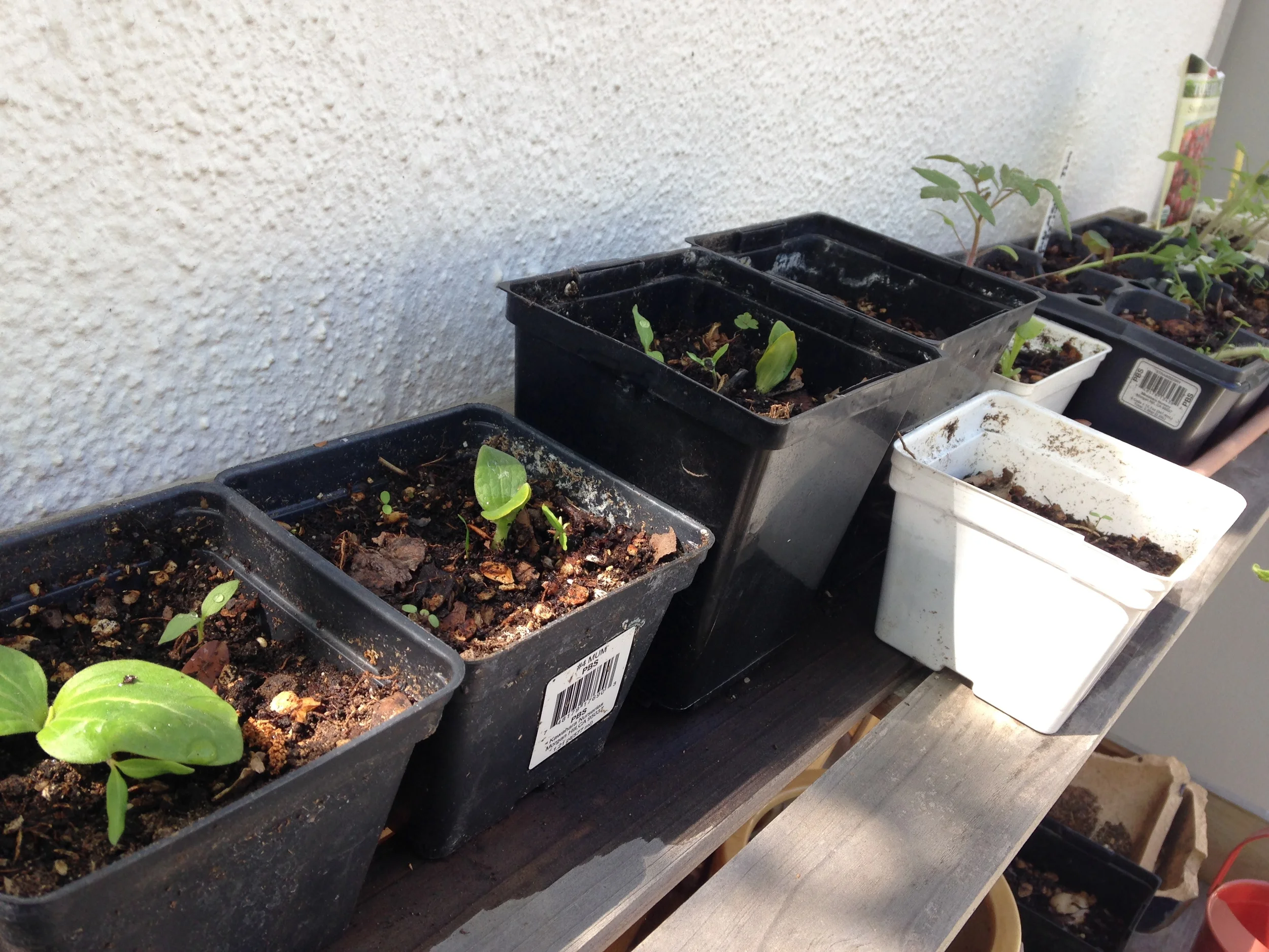 Squash, zucchini, and watermelon hardening off.
