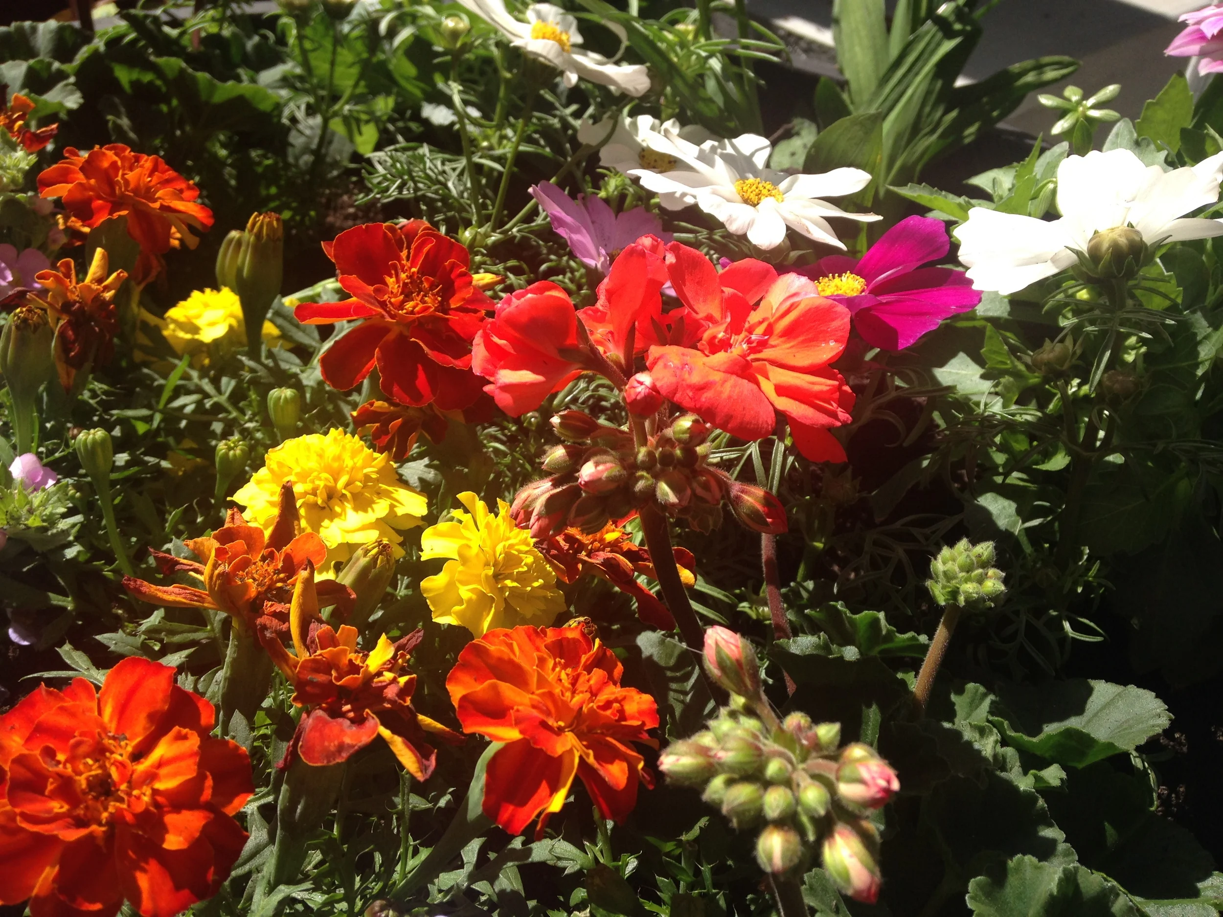 Marigold, Geranium, and Cosmos in my garden.