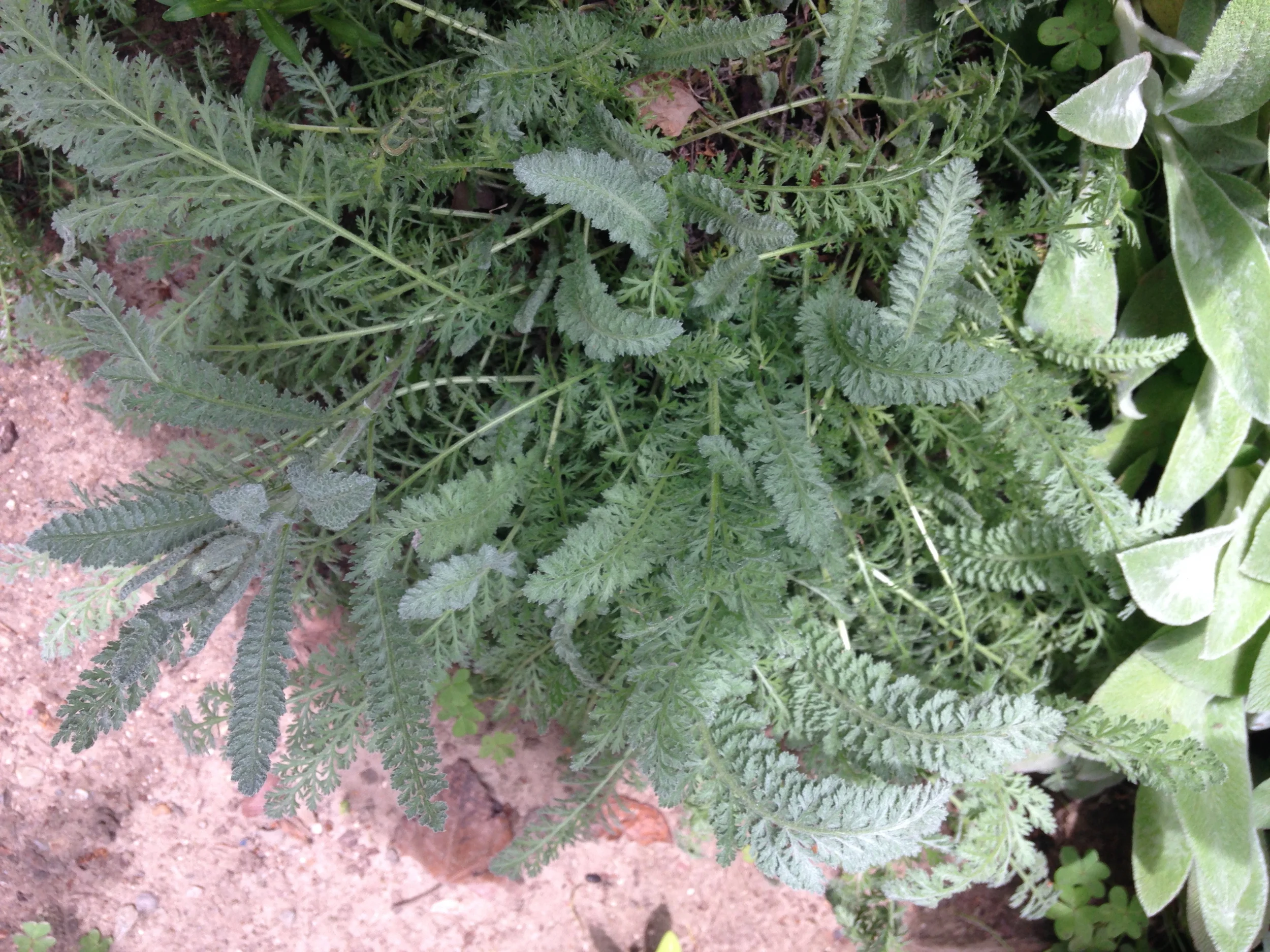 Yarrow and Lamb's Ears in my garden.
