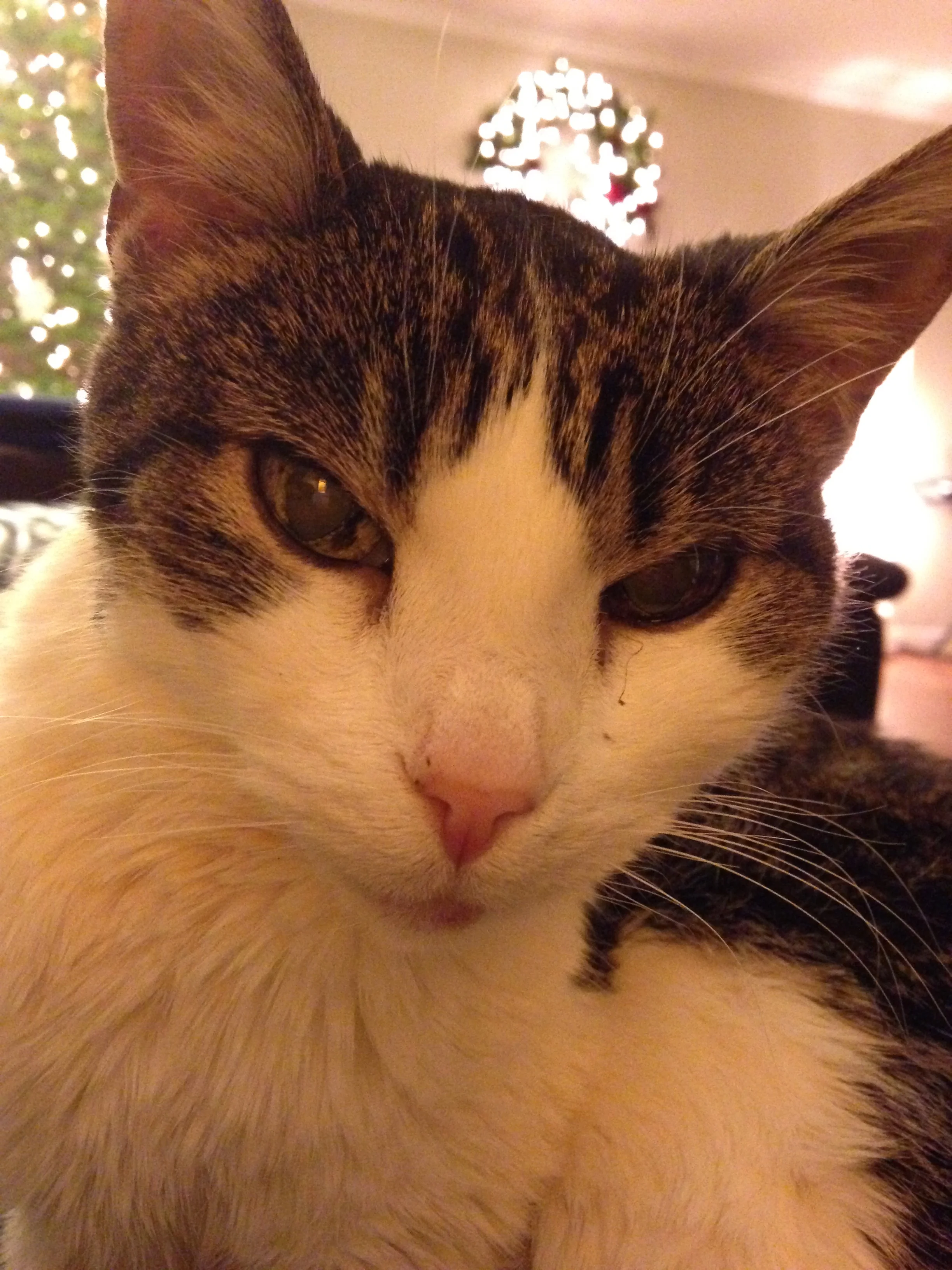 Josie this past Christmas.