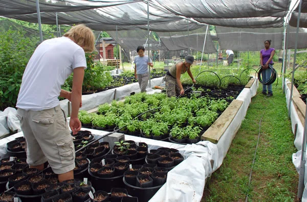 Earth Sangha Volunteers working in the Native Tree Nursery. 