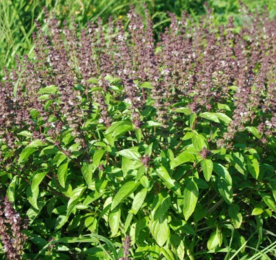 Tulsi plant in flower.