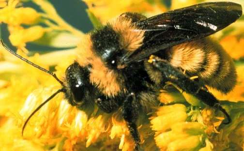 The humble Bumble.