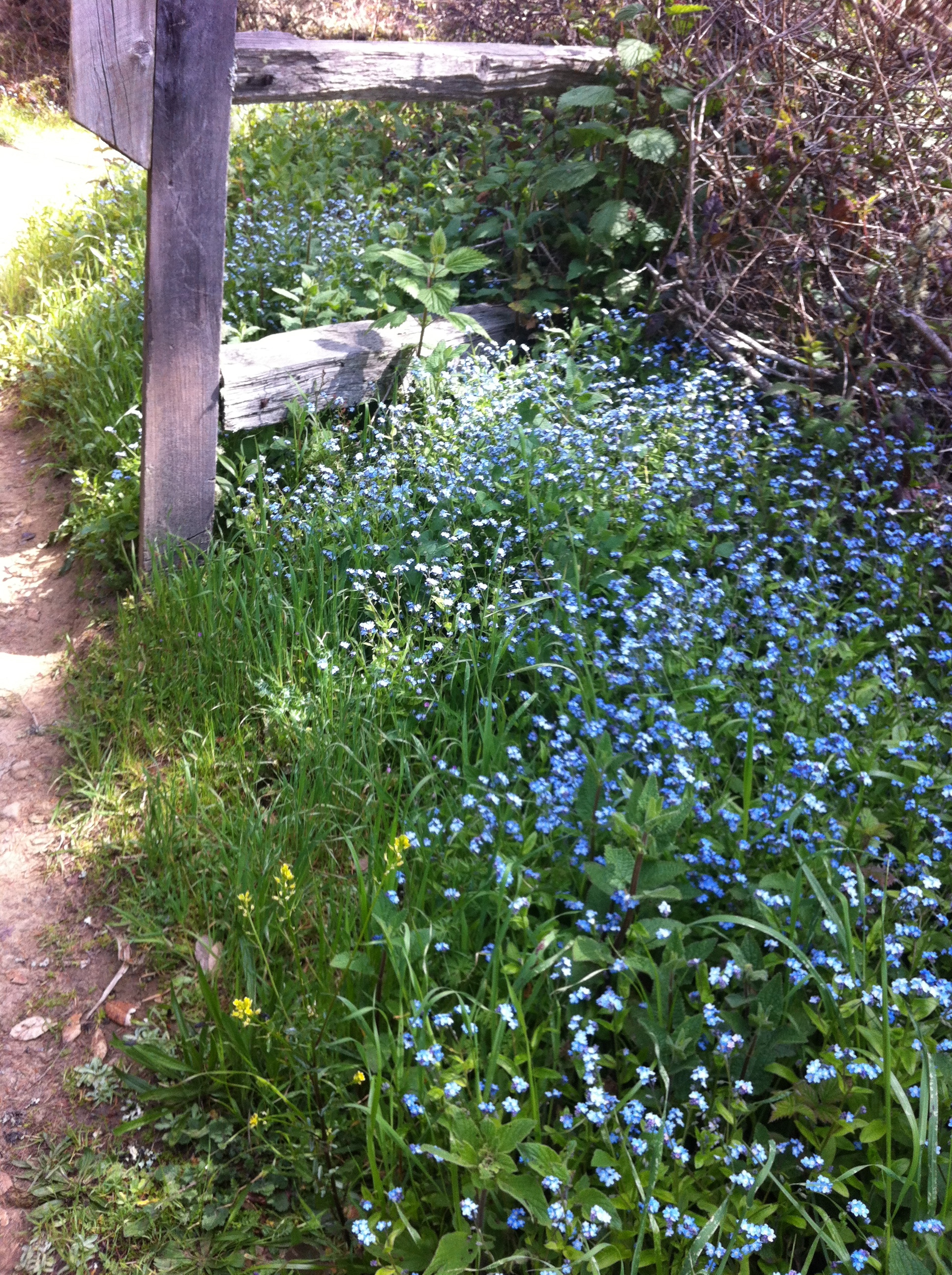Wild Flowers