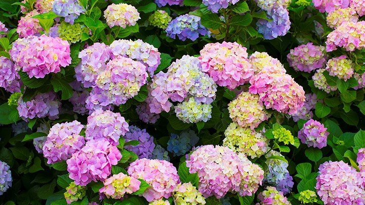 Hydrangea