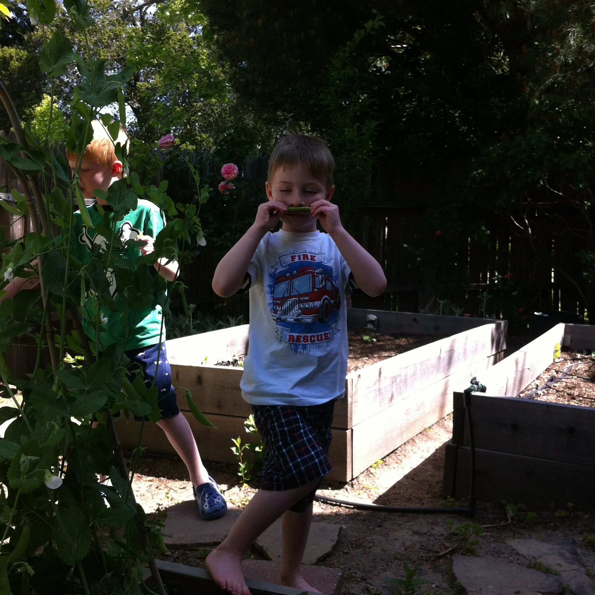 My boys picking peas in our kitchen garden, 2011.