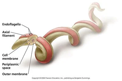 Borrelia burgdorferi