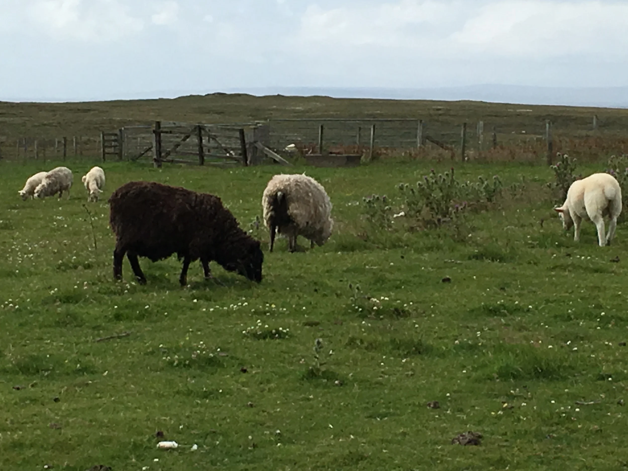 Sheep residents.