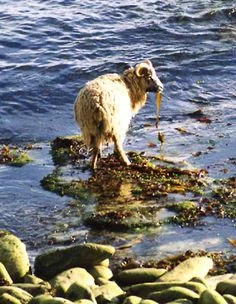 North Ronaldsay Sheep eating seaweed.