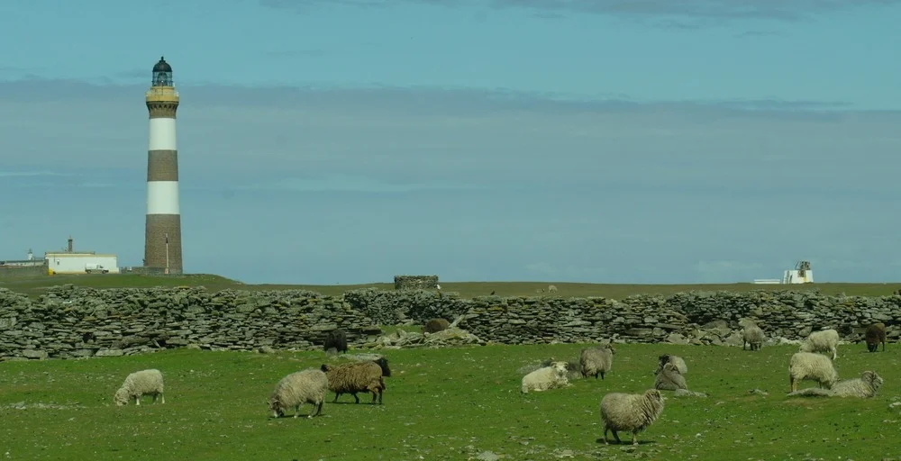 North Ronaldsay sheep, the wall and the lighthouse (which houses the mill) in the background.