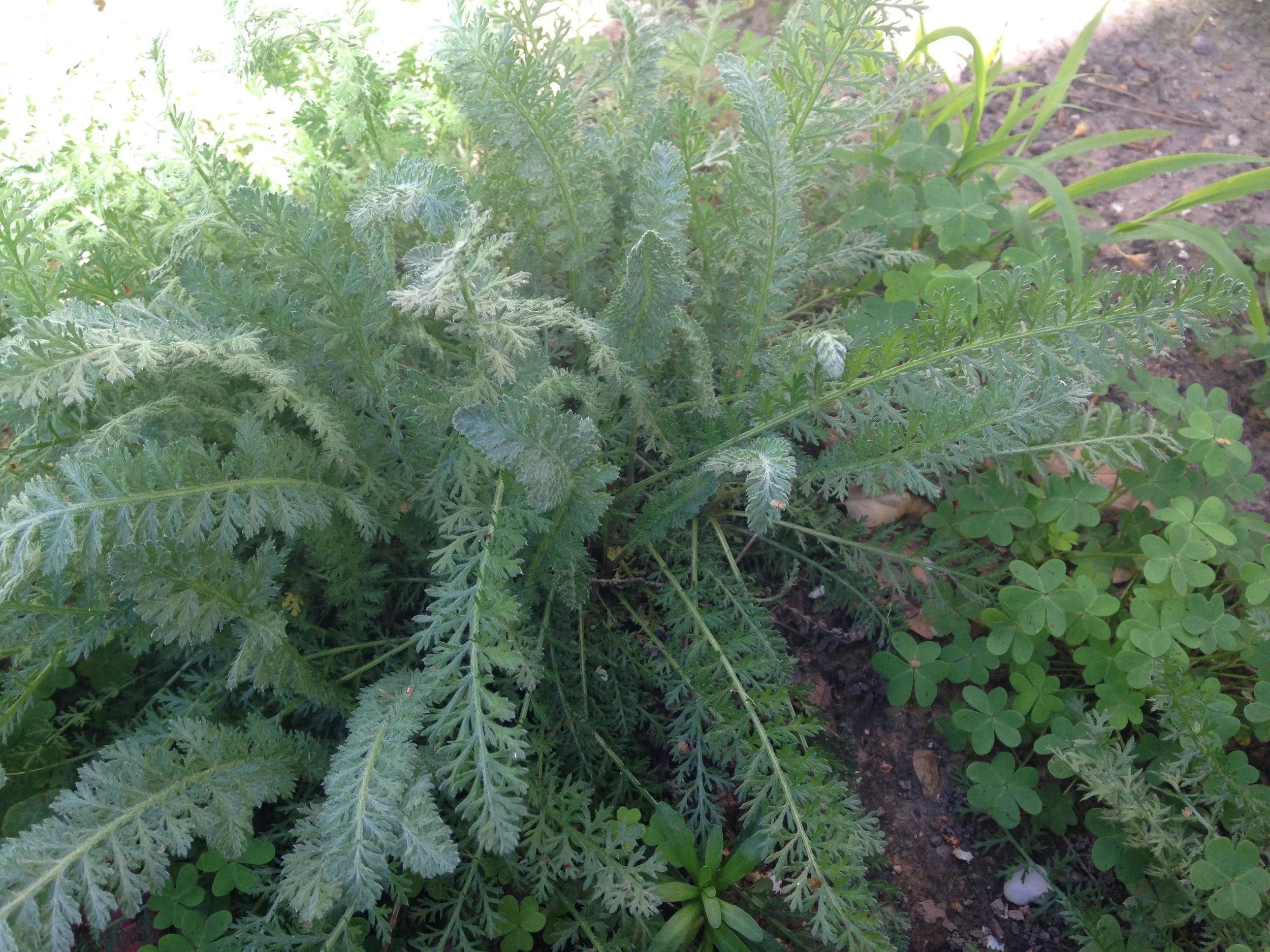 Yarrow in my garden.