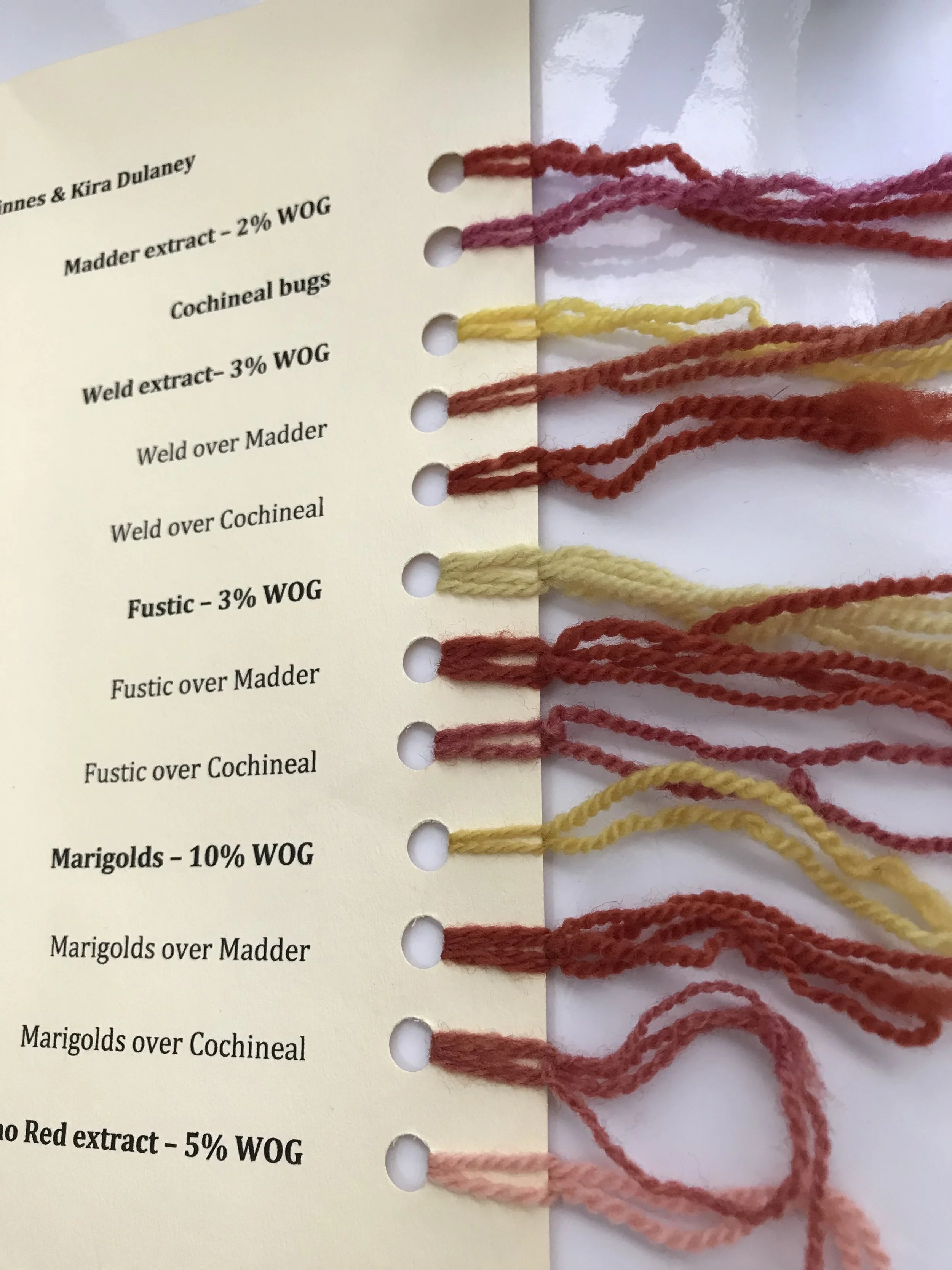 One of my dye cards with Madder, Weld, Fustic, Marigolds and Quebracho Red.