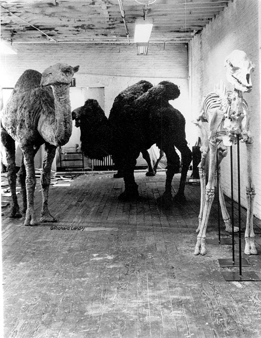 Nancy Graves "Camel" (1969)