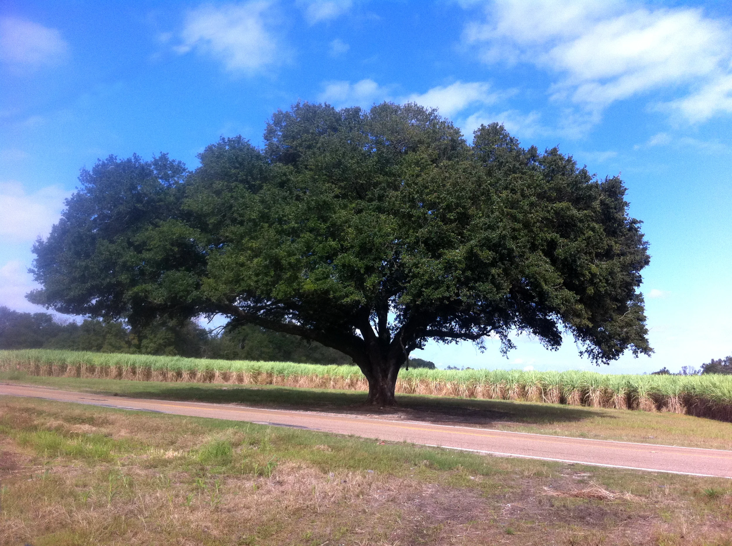 Live Oak and Sugar Cane