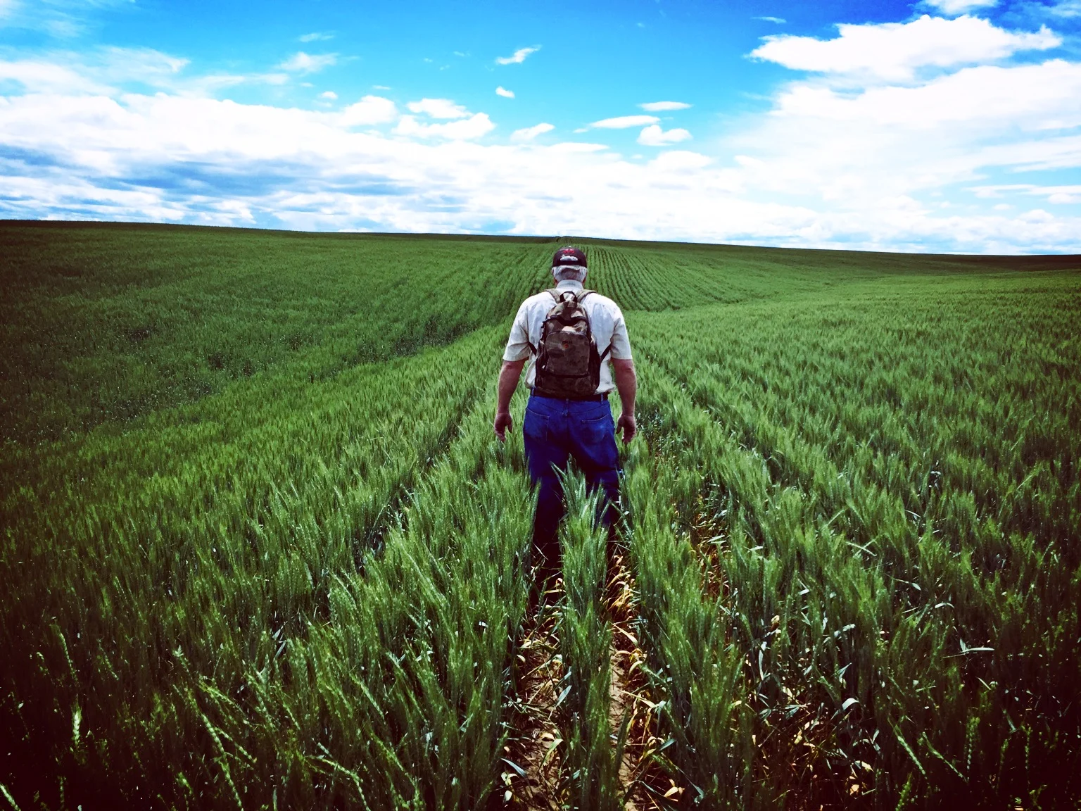 Walking certified seed fields.