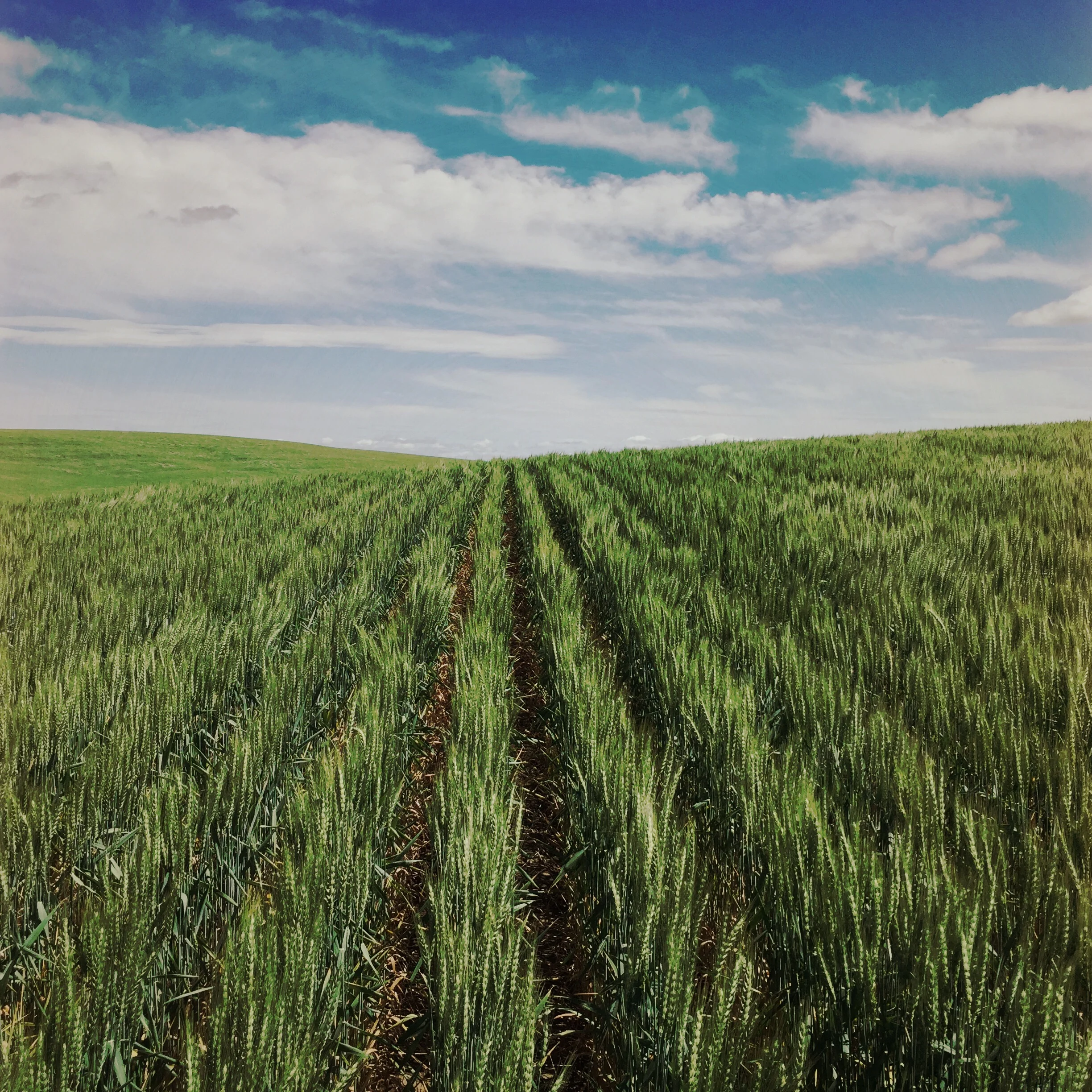 Winter wheat heading out
