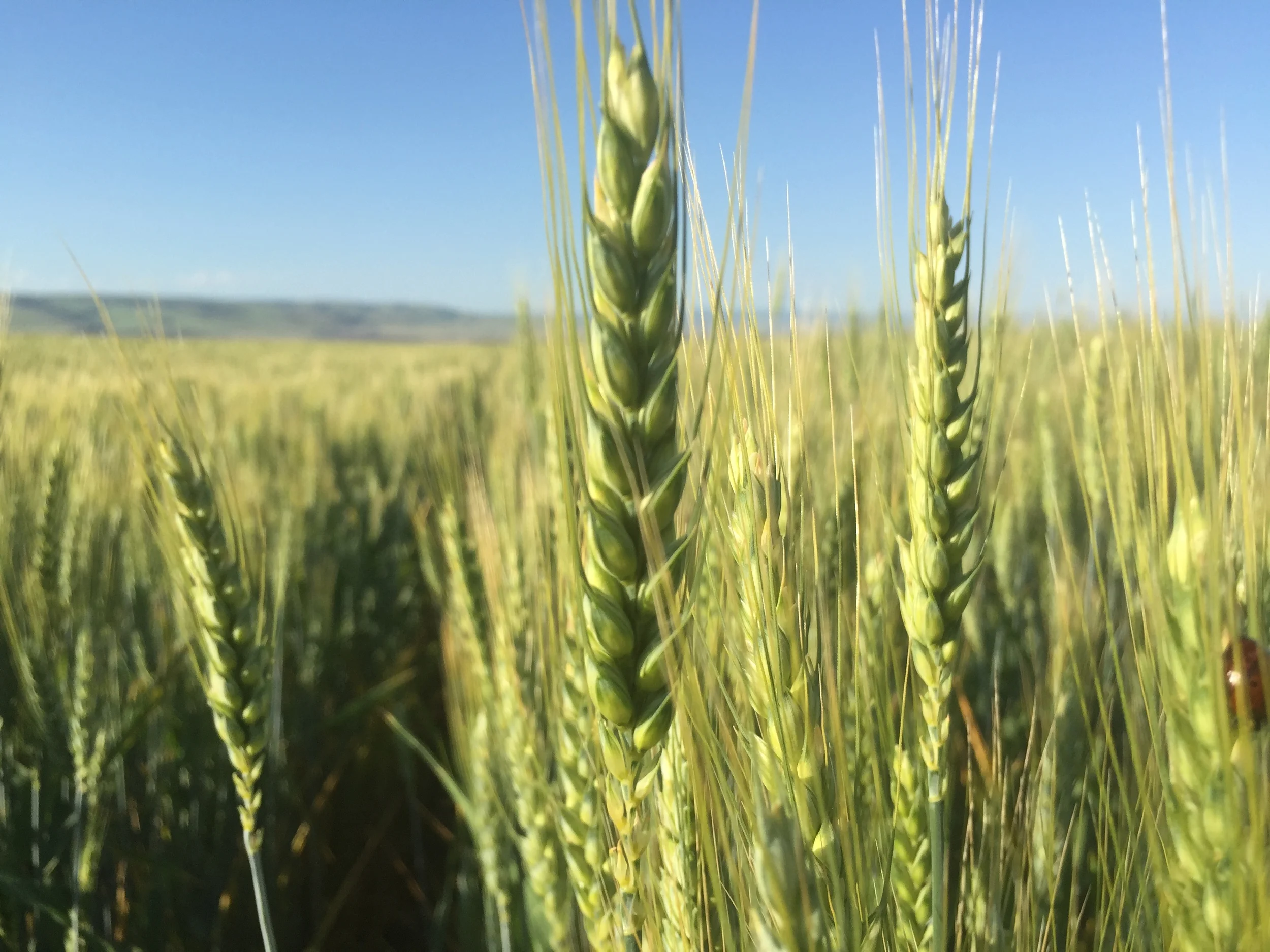 Wheat starting to turn. Can you find the ladybug photo bomb?