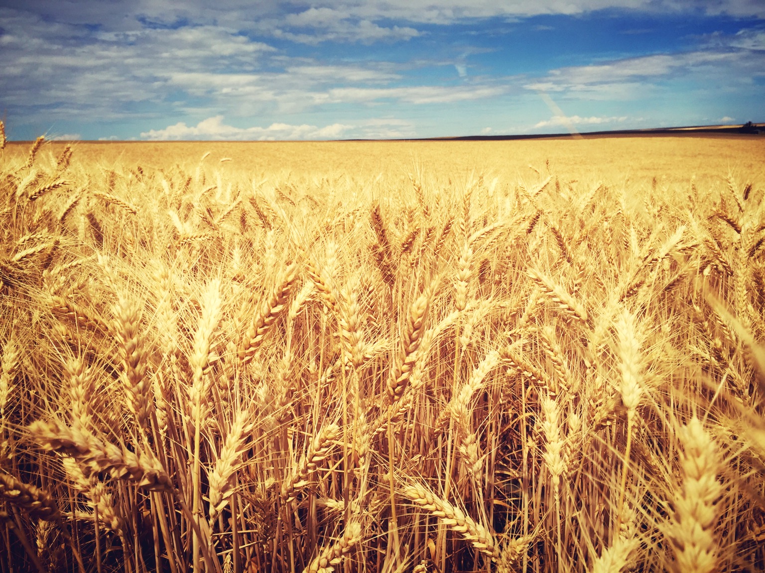 Wheat before harvest near moonshine creek. Not kidding..