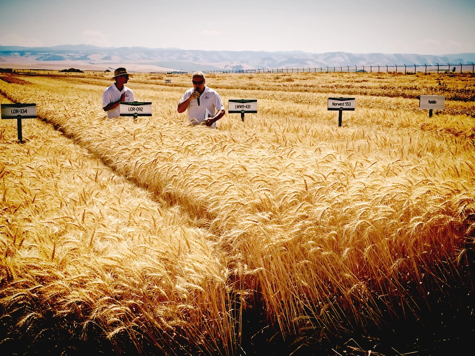 Attending field day put on by Lima Cereal Grains. Great looking wheat.