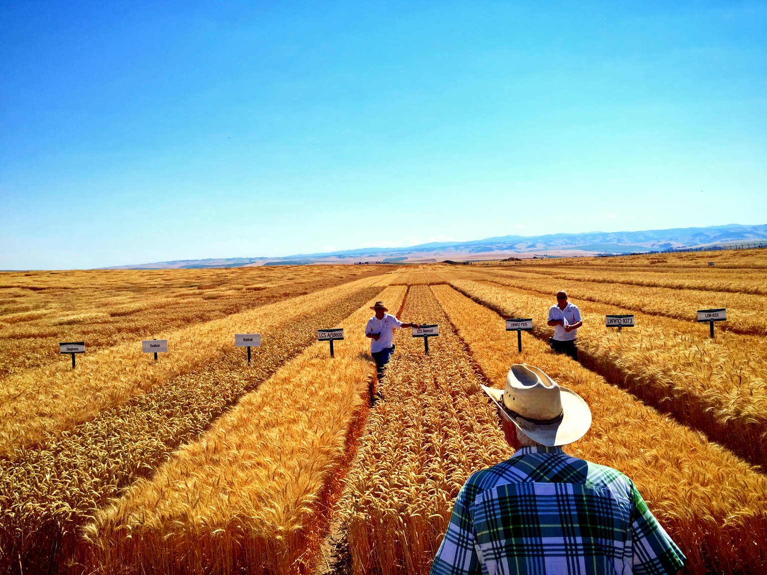Field trials near the blue mountains. 