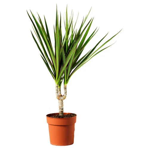 dracaena-marginata-potted-plant-dragon-tree-1-stem__0112750_pe264649_s5.jpg