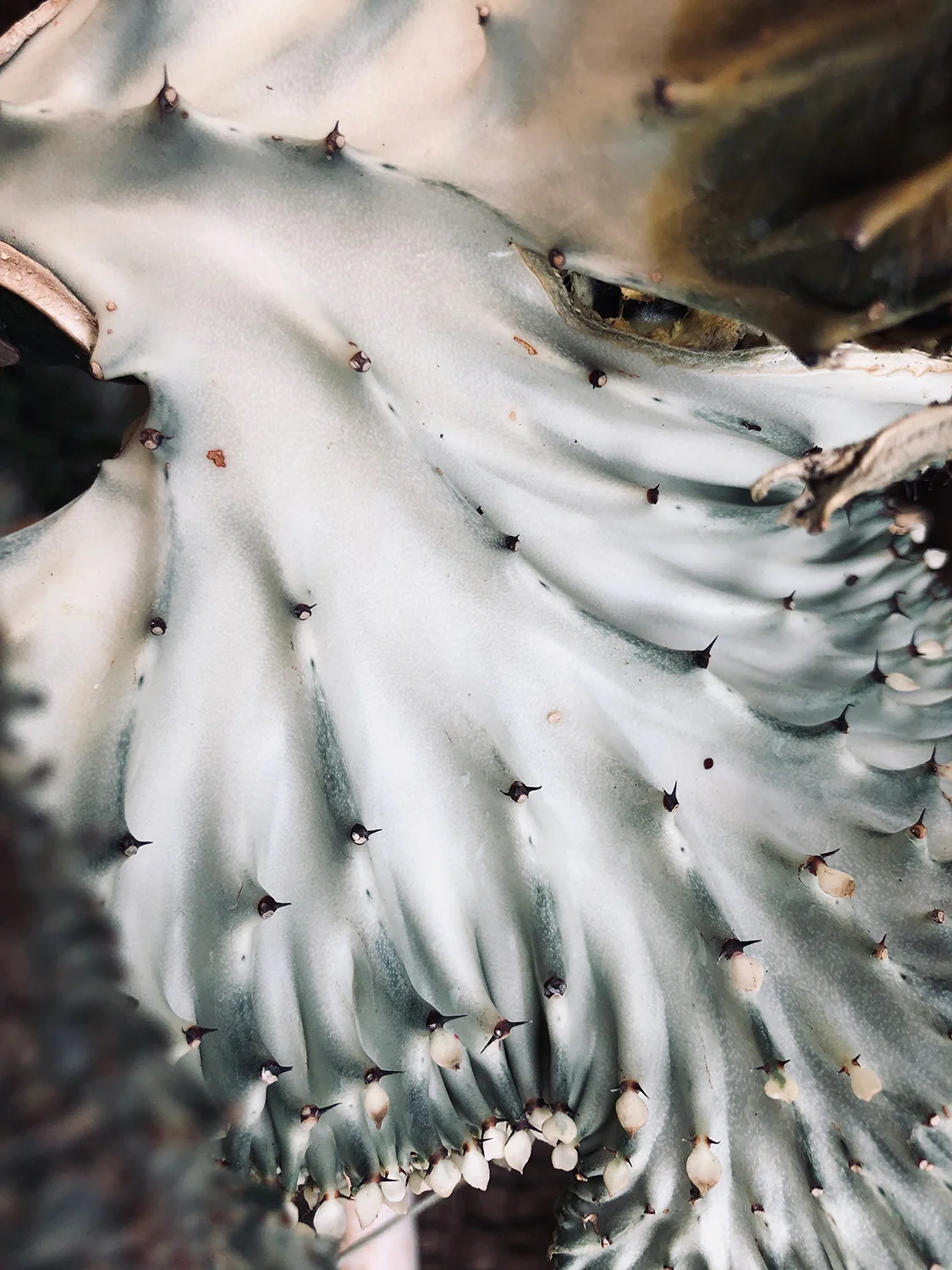 FlowerCloseup.jpg