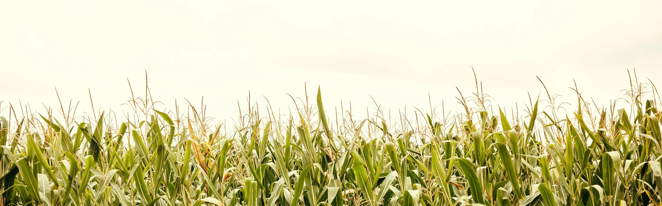 Josiah Venture's Harvest to Harvest Campaign 