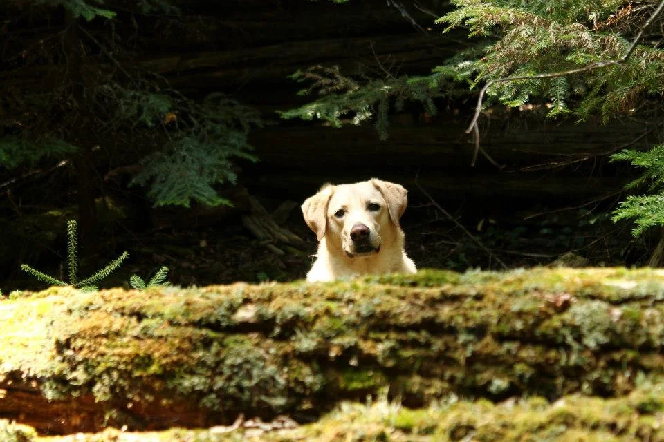  My faithful companion, Sabian, A.K.A. Photodog