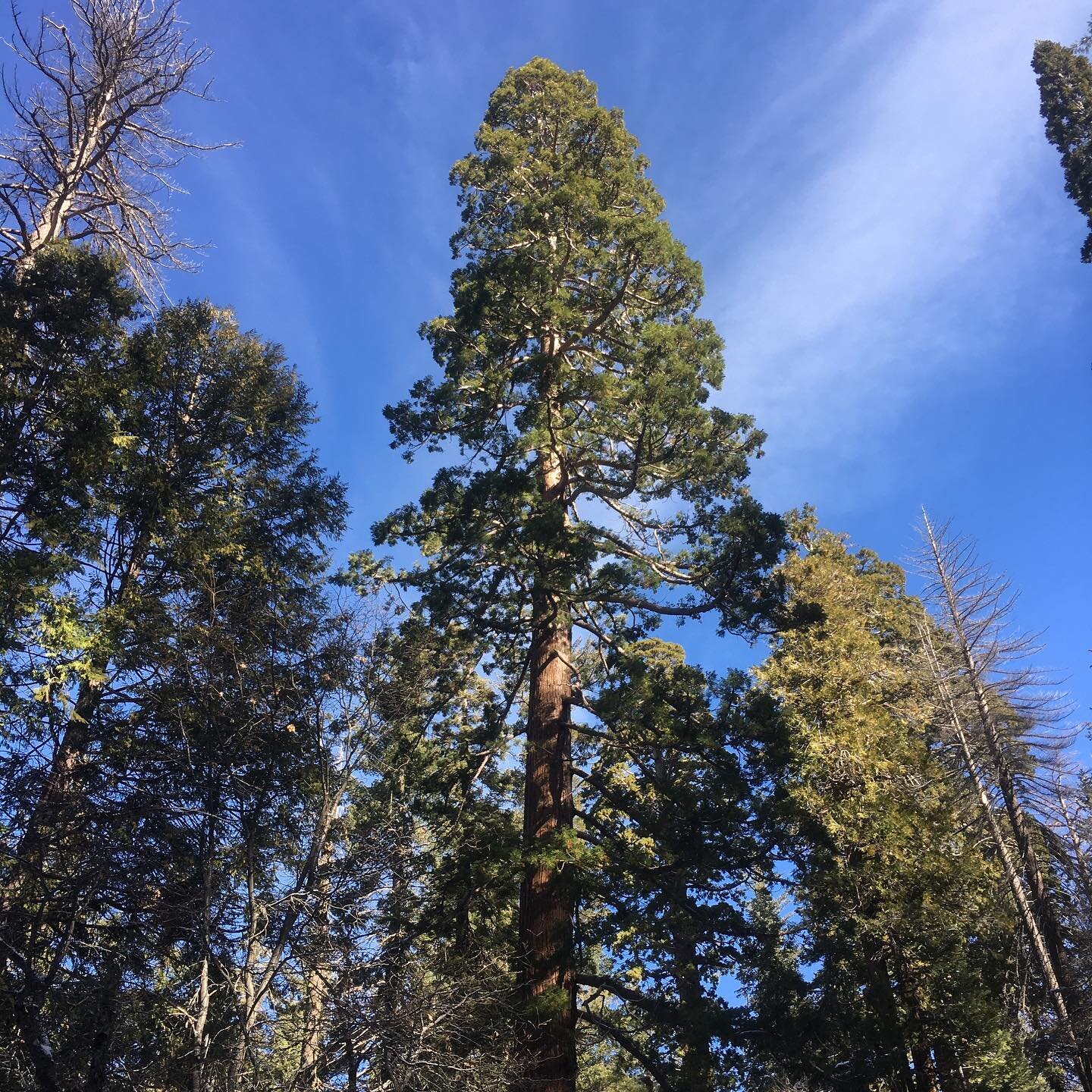 Then we saw some big trees that have been alive for thousands of years. Truly, what is time and what are sequoias. [Also, friends- a place to consider donating: @austinmutualaid ]  December 31, 2020
