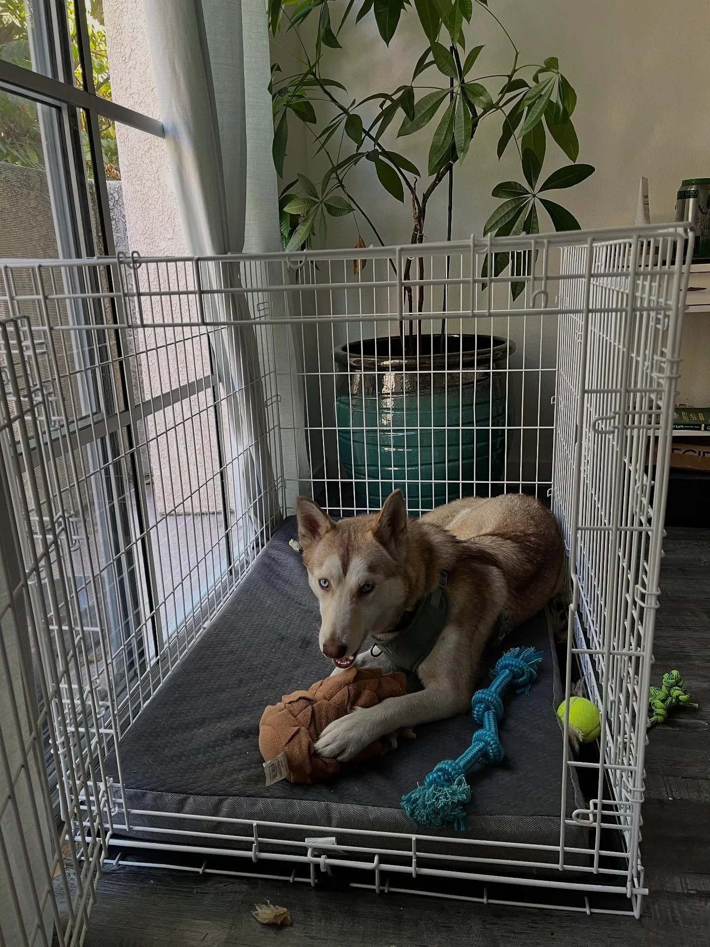 our sweet nova | october 24 2024