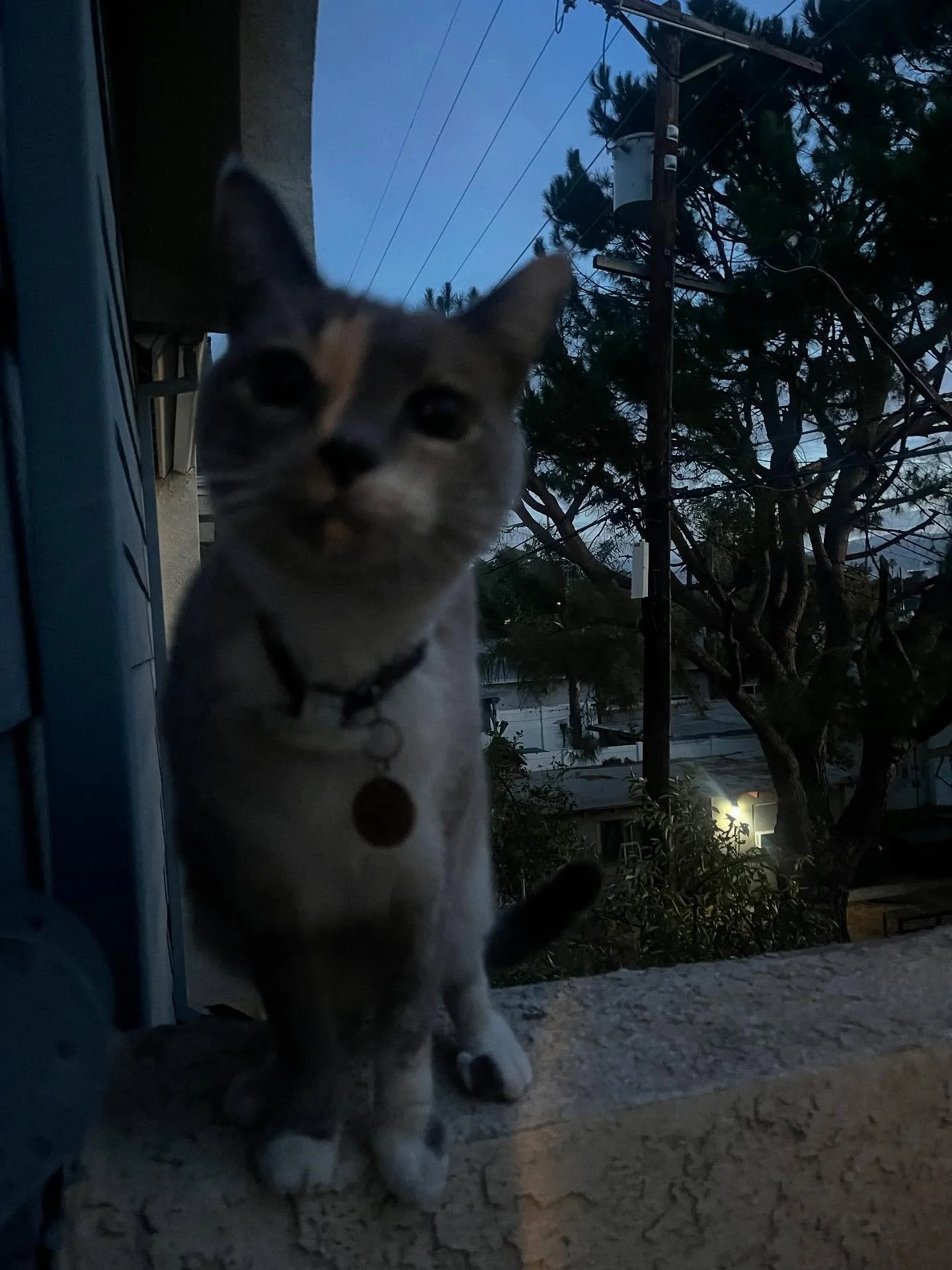 trying to explain canvassing to cat | october 25 2024