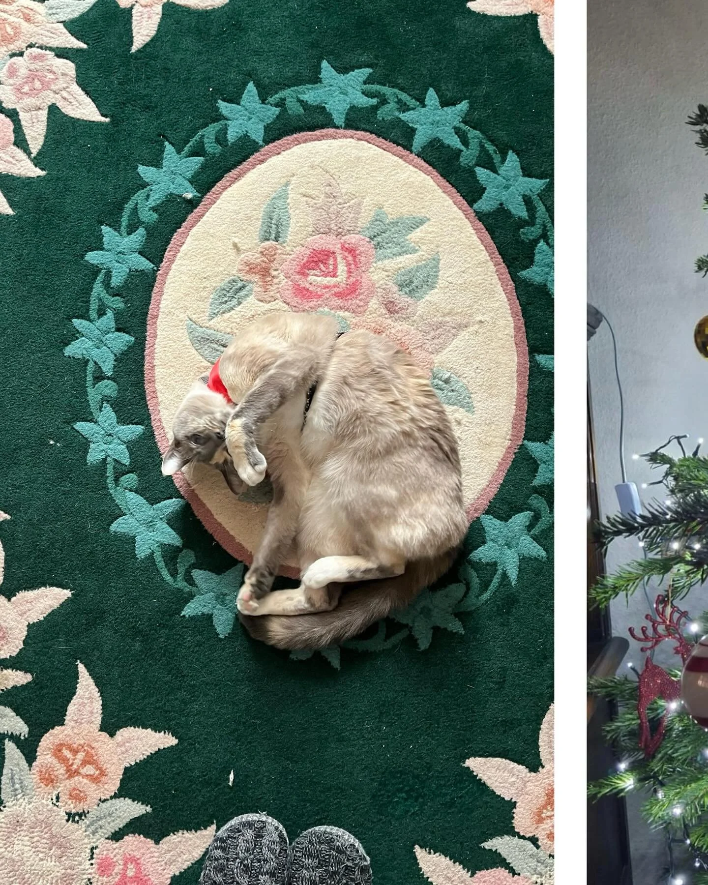 Tsuki Wishes You a Merry Christmas 2024 #tsukitsukicat