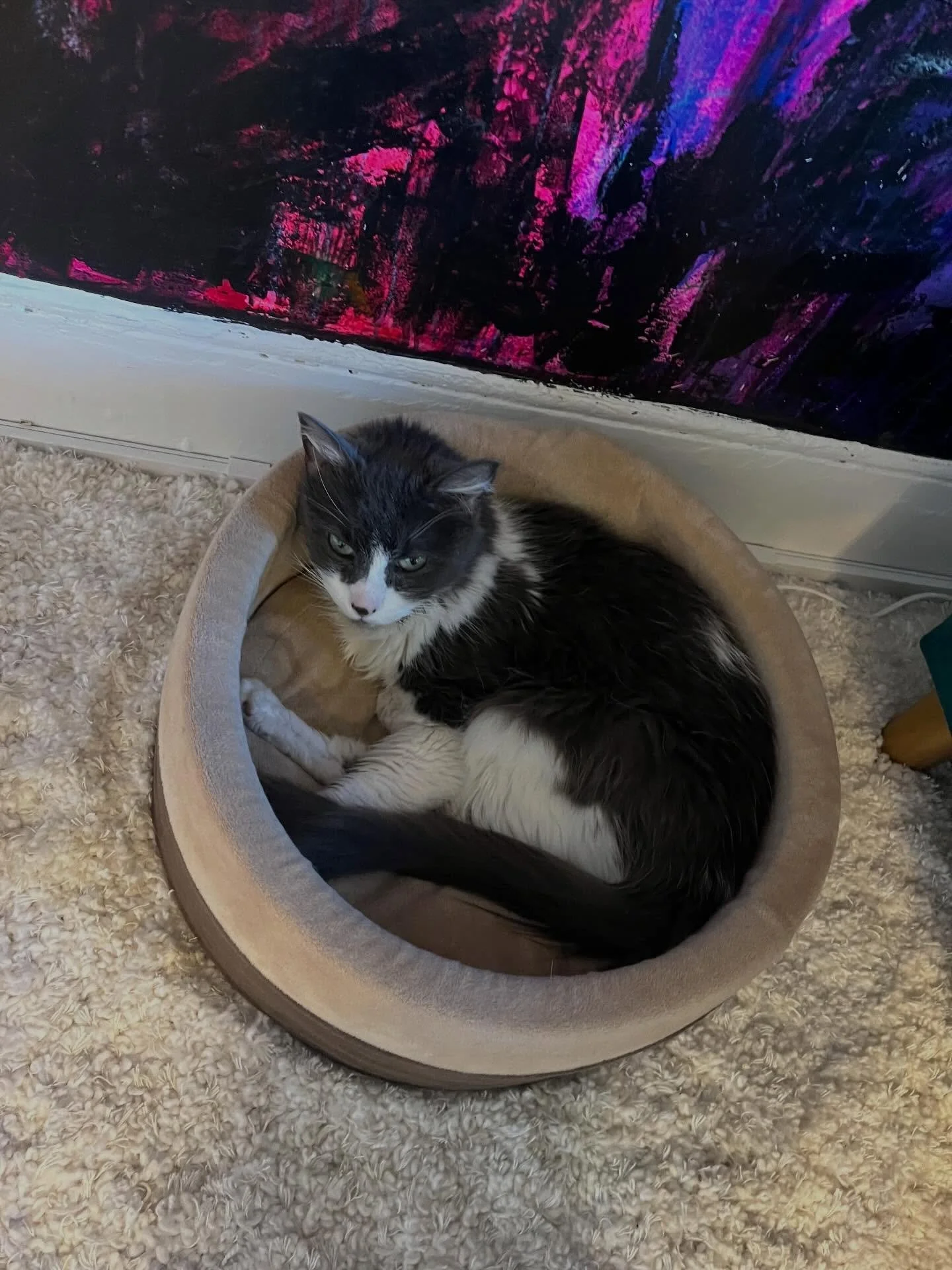 So grateful to @meredithlynsey who let me house and cat sit her wonderful life in this NYC trip | feb 6 2025