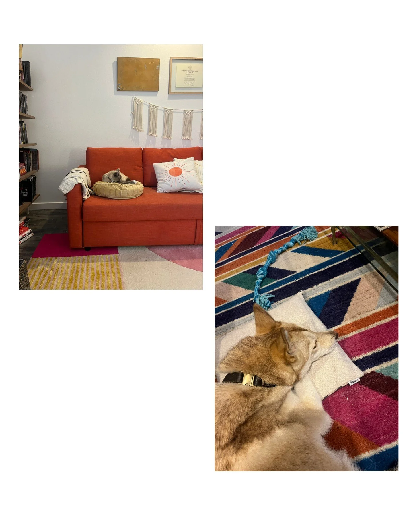 loving two animals who are failing at coexisting because one wants to eat the other and the other has yet to figure out how to claw a dog is non dual thinking at its best worst | apr 14 2025