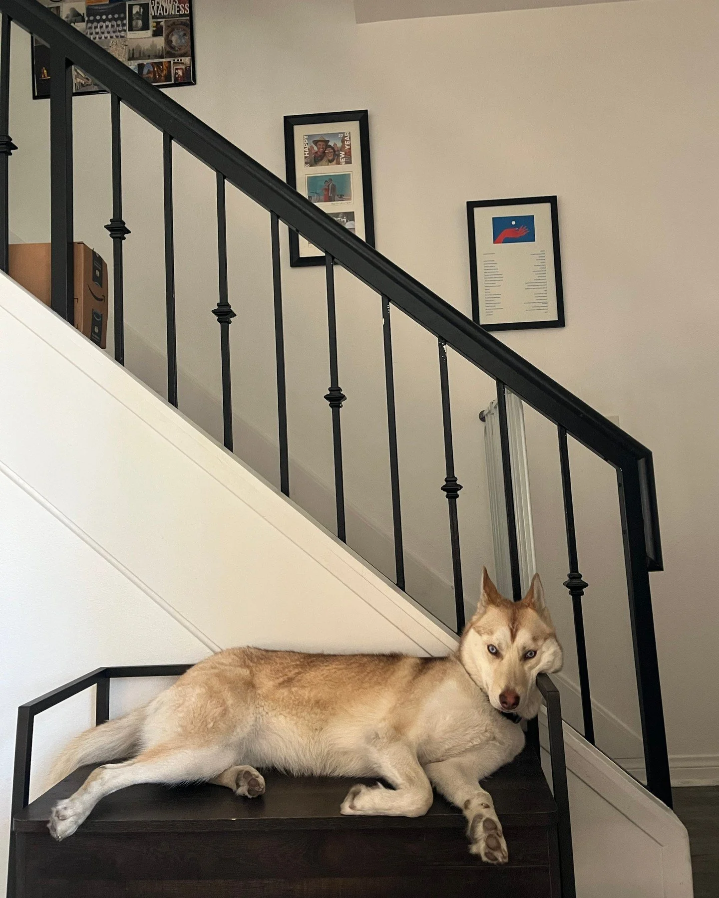 paint me like your french ladies - also this is the last photo I took of this perfect weirdo before an incredible architect who&rsquo;s raised huskies his whole life and recently lost his met us at a coffee shop asked for a week trial and fell in lov