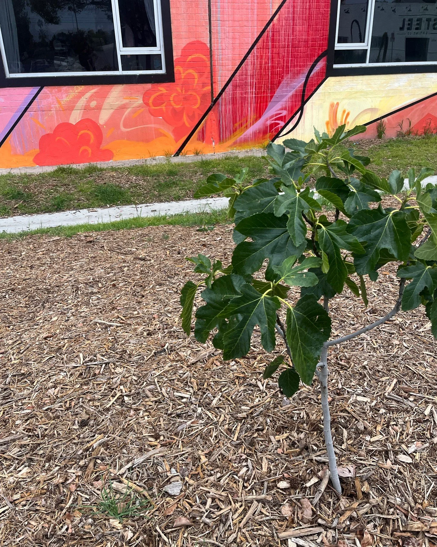 Morgan and I bought this fig tree when we moved to LA - turns out fig trees have pipe breaking root systems so we couldn&rsquo;t plant it in our yard - but we planted it here and we visit it and whisper it to grow and it hasn&rsquo;t died yet | apr 2