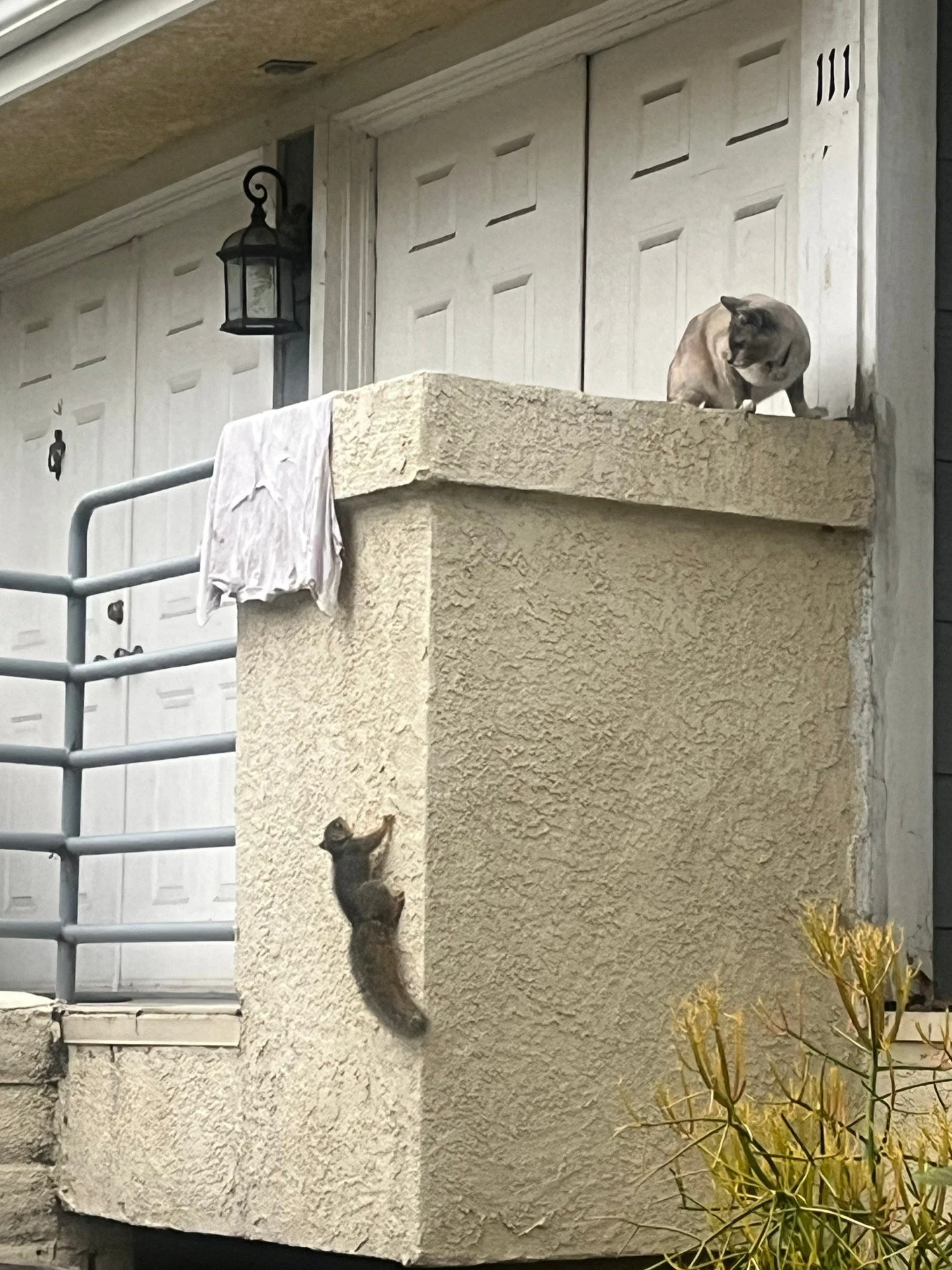 the squirrel absolutely survived | apr 26 2025