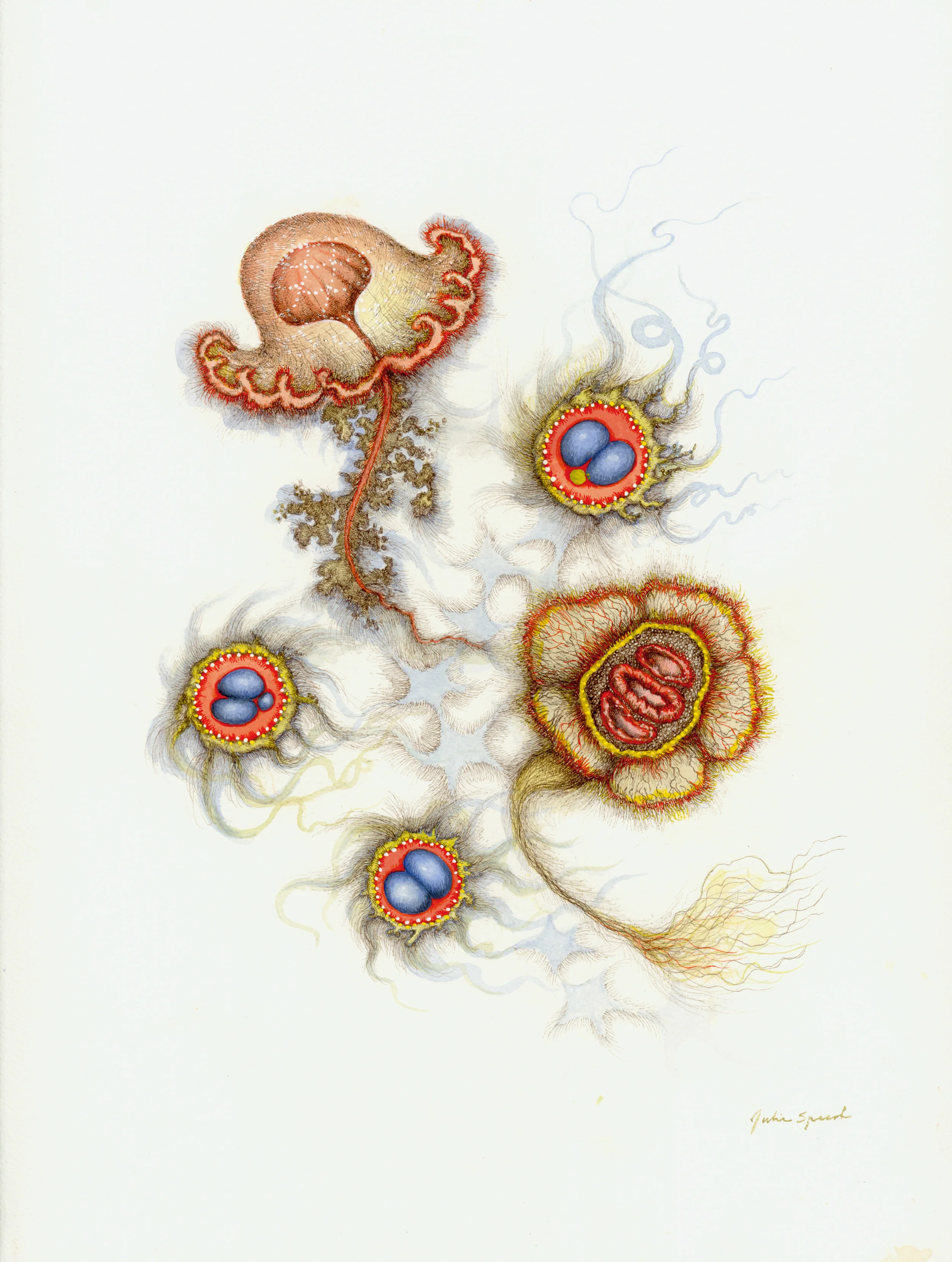 Rumble, 2012, sepia ink and gouache, 16 x 12 inches