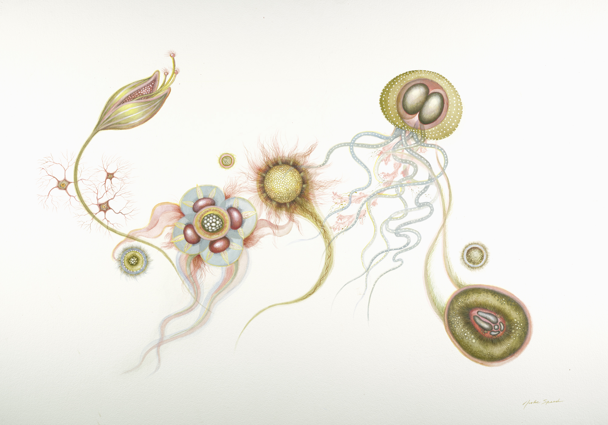 Allemande, 2009 gouache, 29.50 x 41 inches