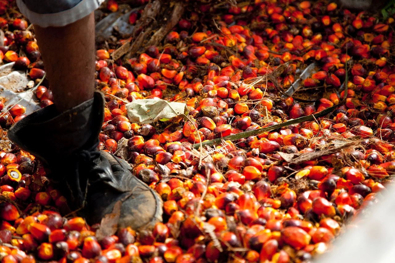 WhatsApp Image 2017-10-13 at 7.29.16 AM (2).jpeg