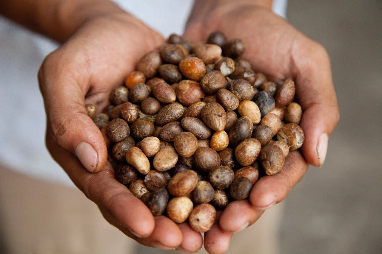 WhatsApp Image 2017-10-13 at 7.29.16 AM.jpeg