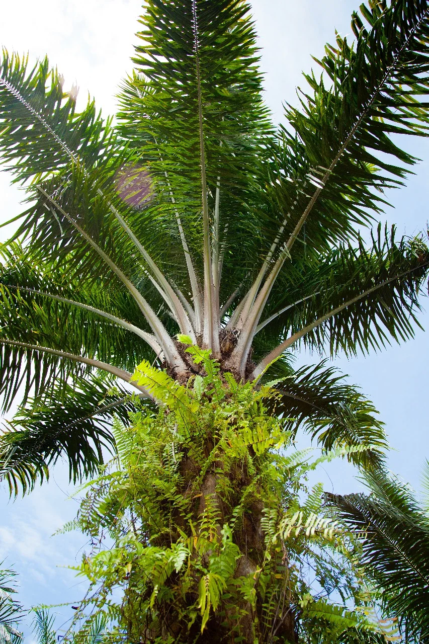 WhatsApp Image 2017-10-13 at 7.35.53 AM.jpeg