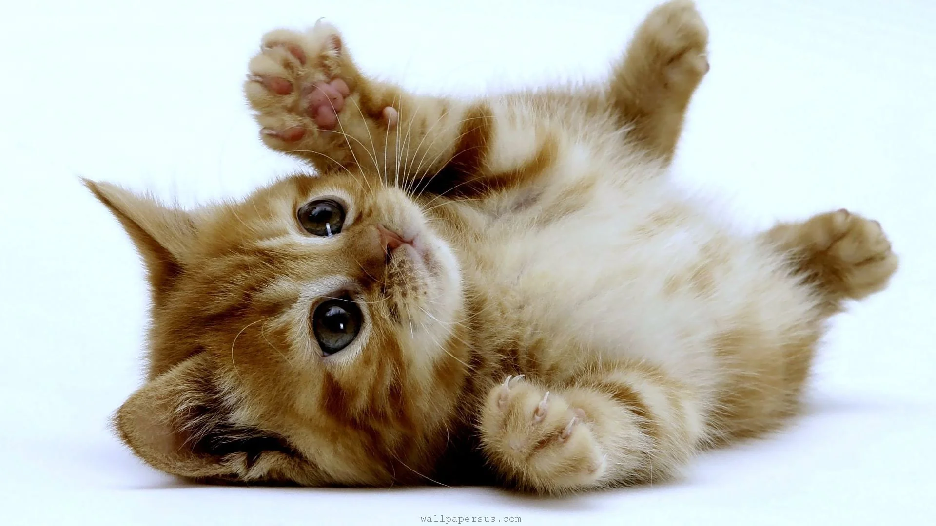 You don't want to see the Google images I found for that. Enjoy this picture of a playful kitten while I clear my search history.