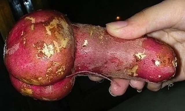 If you happen to miss the mark and accidentally shove it up your ass first, all the better.
