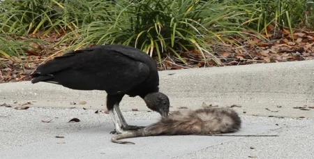 “ We play our cards right, kids, and we get the bird and the rat. ”