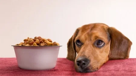 "Sorry, Baxter. When the world recognizes my genius, we'll share the opera of dog food."